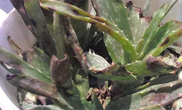 家里养的绿植长白霉怎么处理,家里的绿植老是生虫怎么办