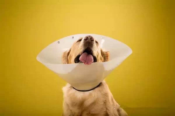 狗子来大姨妈怎么办,狗子姨妈期间如何护理