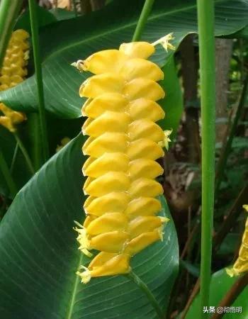 十种稀有长寿花,80个长寿花品种全都美极了