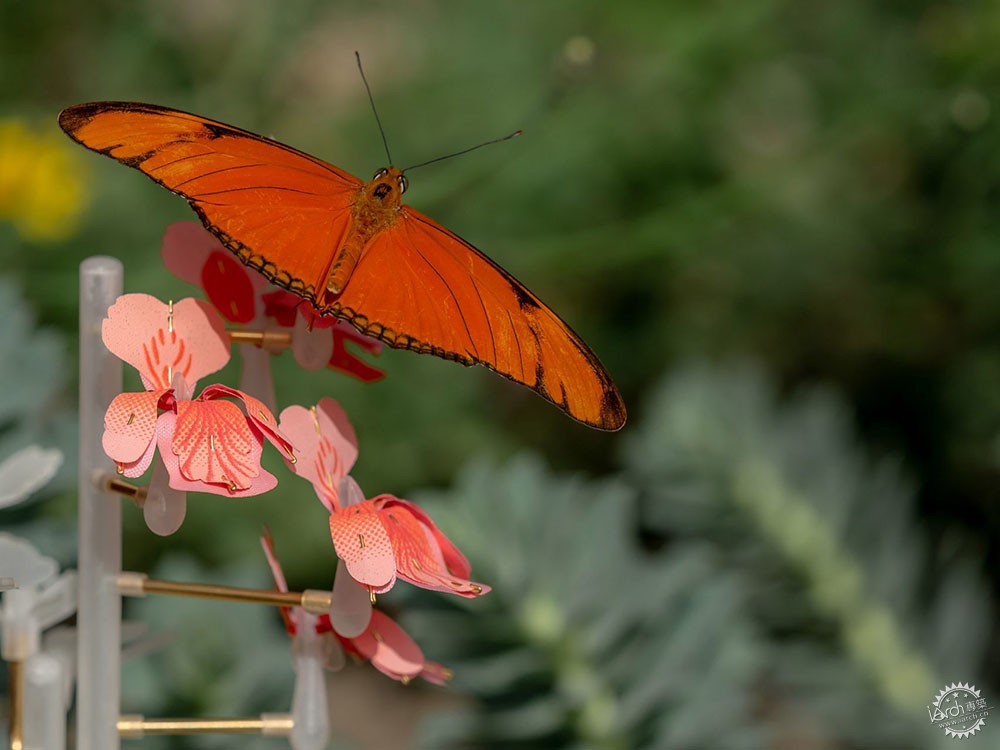 面对城市里日益减少的昆虫，设计师能做些什么？