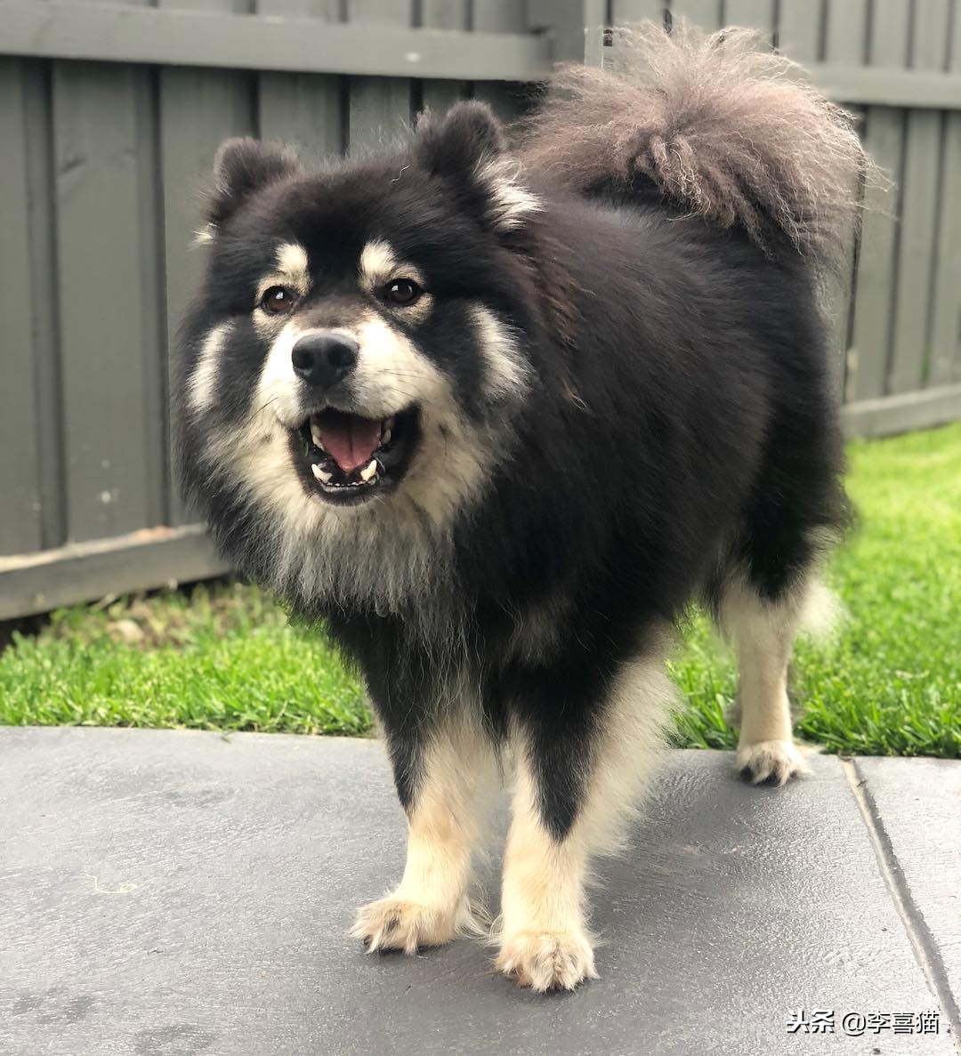 狗狗乱叫怎么教你一招解决,训练狗狗乱叫的解决方法