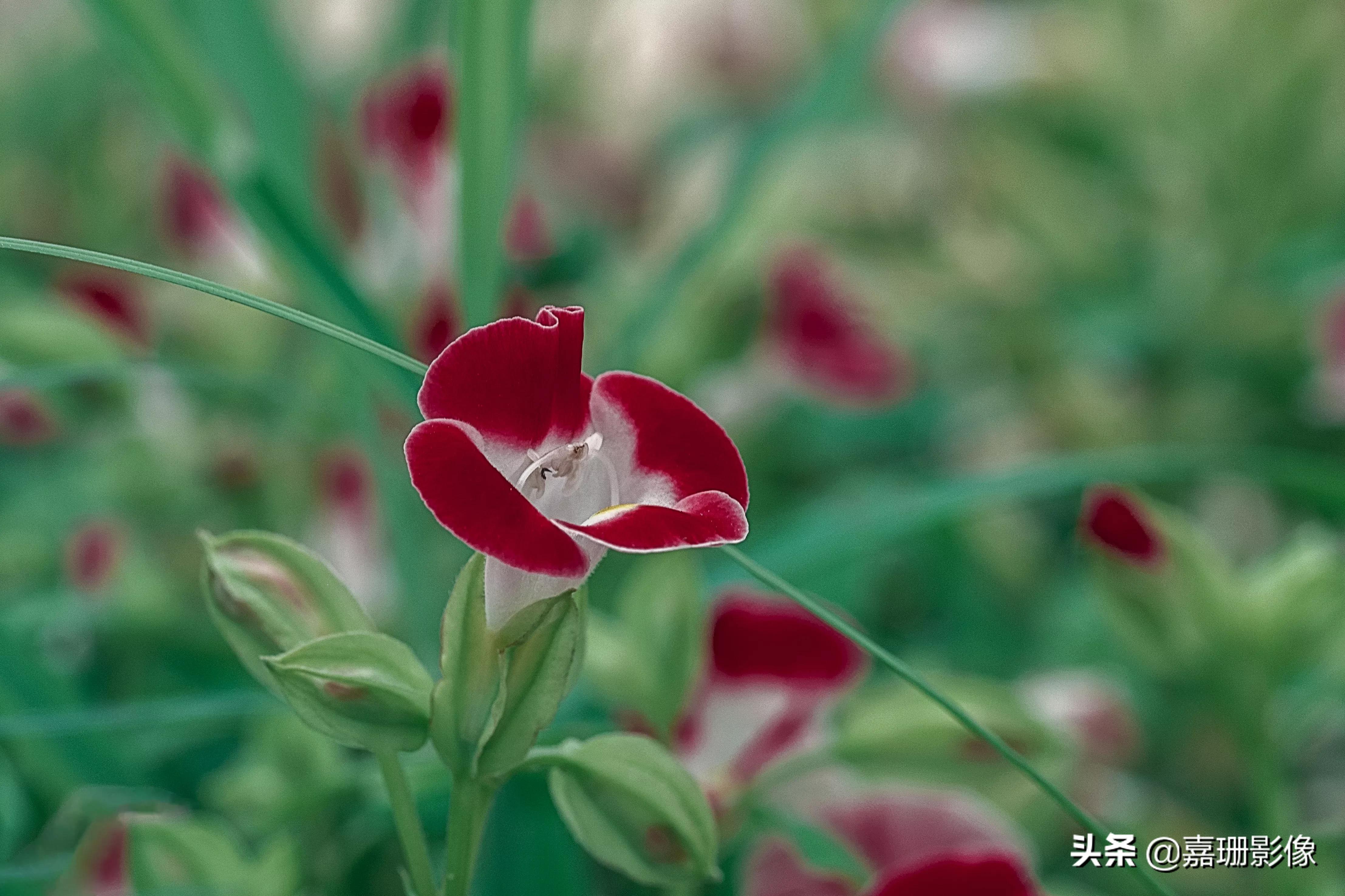 看看花容，听听花语2020年我镜头里的百种花卉