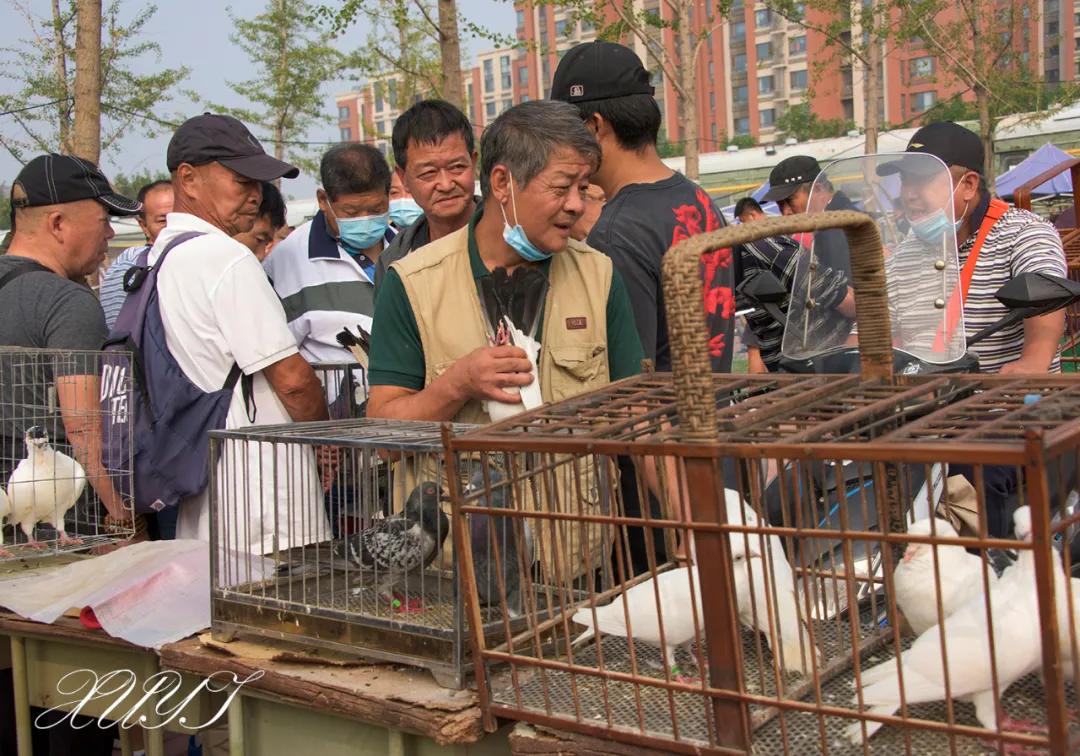 天津徐庄子宠物市场,天津北辰小街桥下宠物市场