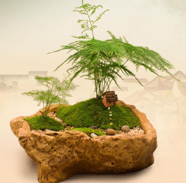 你听说过“苔藓盆景”吗？造型多样，观赏性强，快看看你喜欢吗？