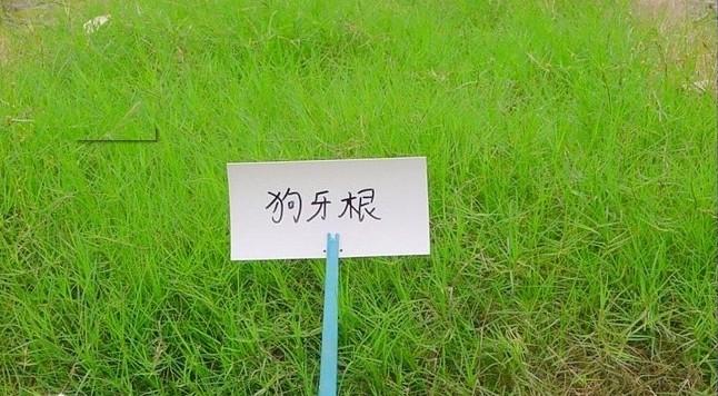 狗牙根的功效与作用,狗牙根有什么用处