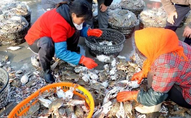 湛江什么岛能买海鲜,7月份的湛江海边有什么海鲜