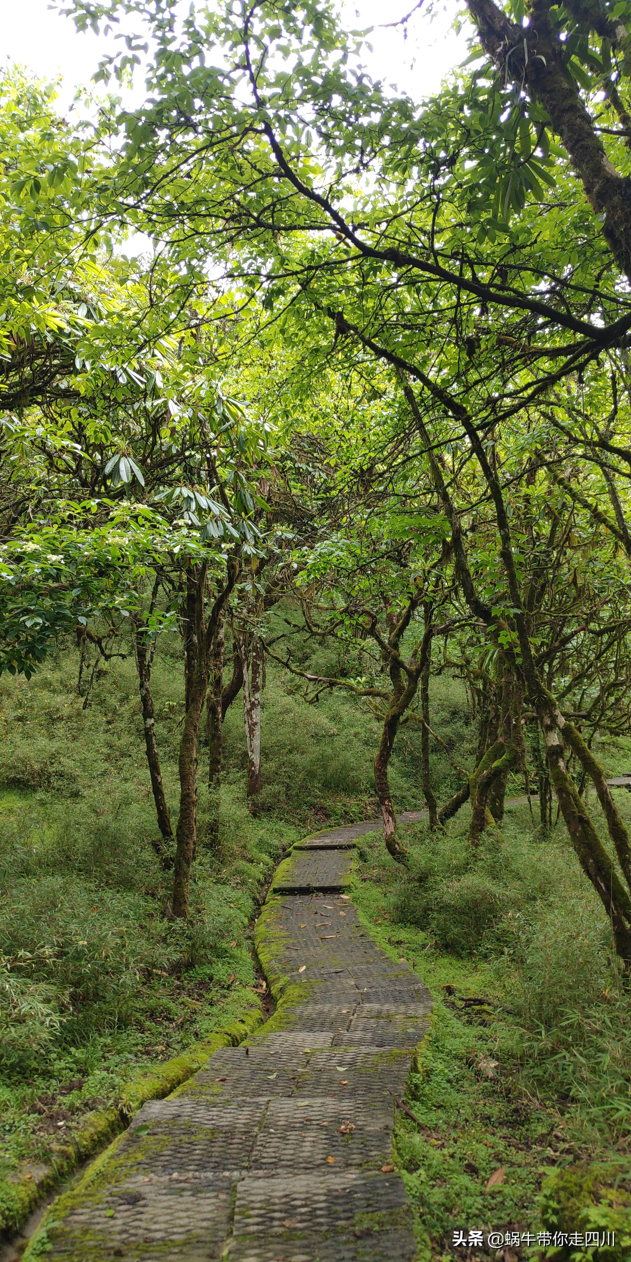 一家三口重庆到拉萨旅游攻略预算,一家三口成都去拉萨大概要多少钱