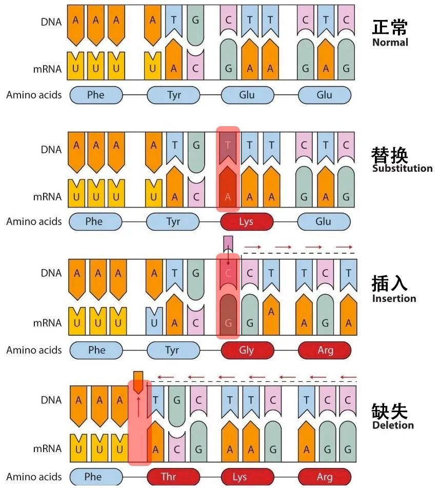 病毒变异那么快会不会自己变异死,现在病毒变异成什么东西