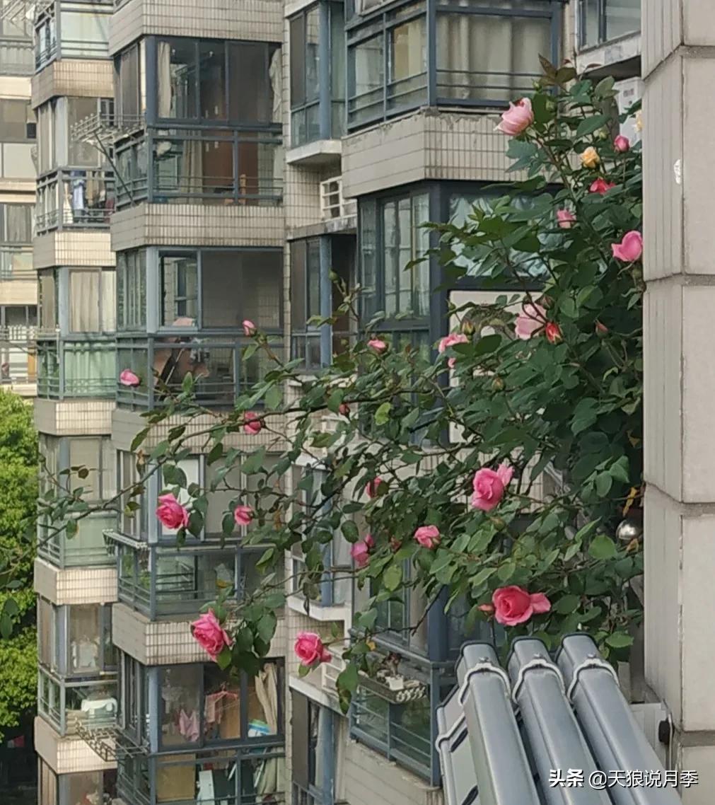 月季花是时候展现真正的技术了 (开春的第一波月季花就这么过去了)