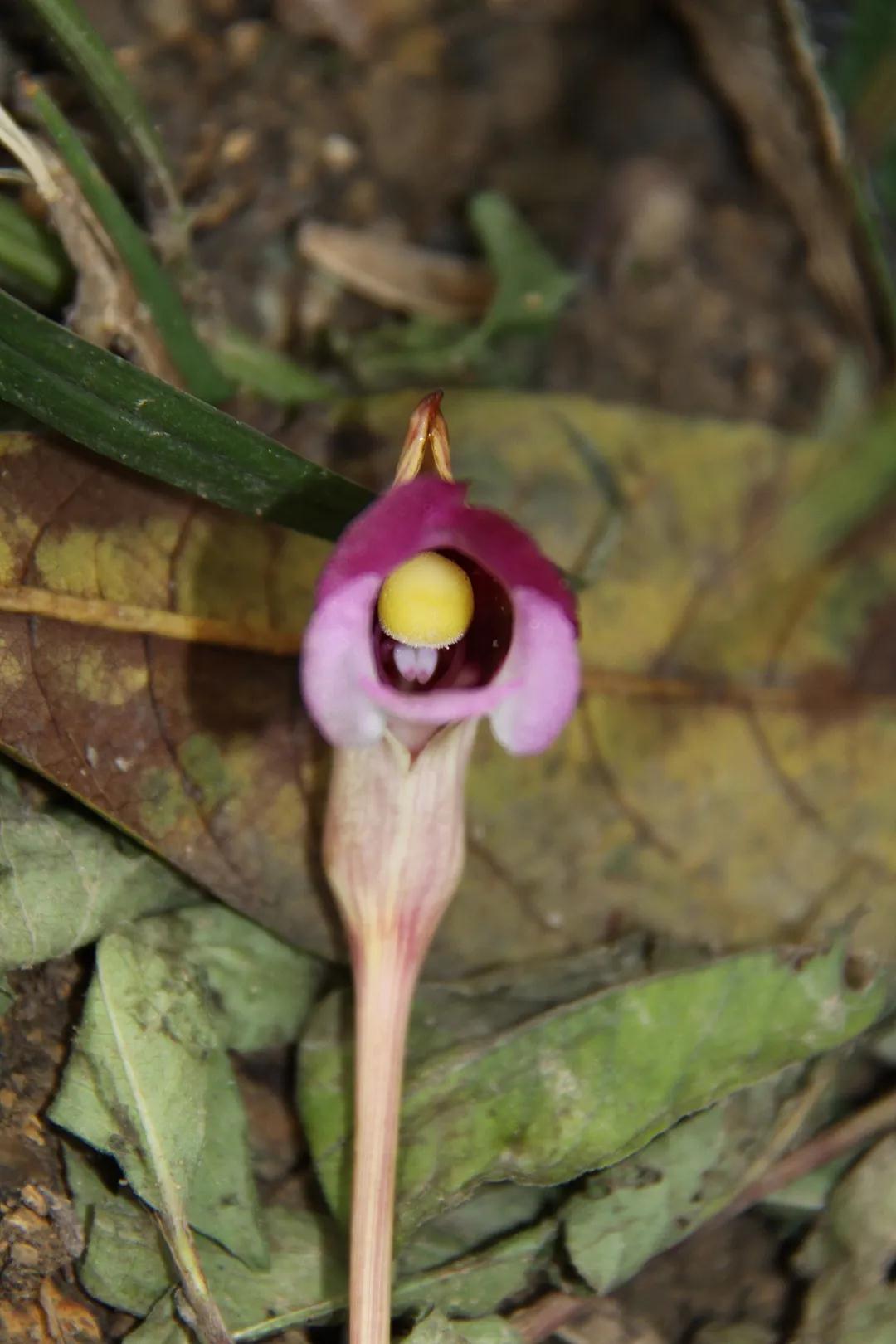 寄生植物科普知识 (有价值寄生植物有哪些)