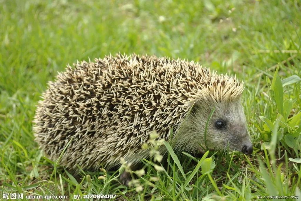 捡的刺猬为什么不能带回家,刺猬能随便捡回家吗