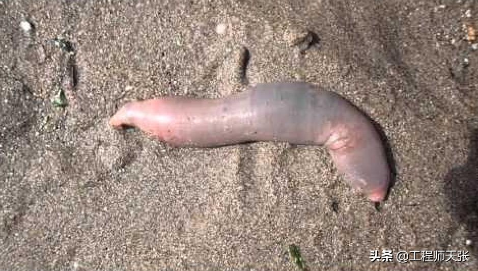 烟台赶海海肠,山东烟台大风刮海肠