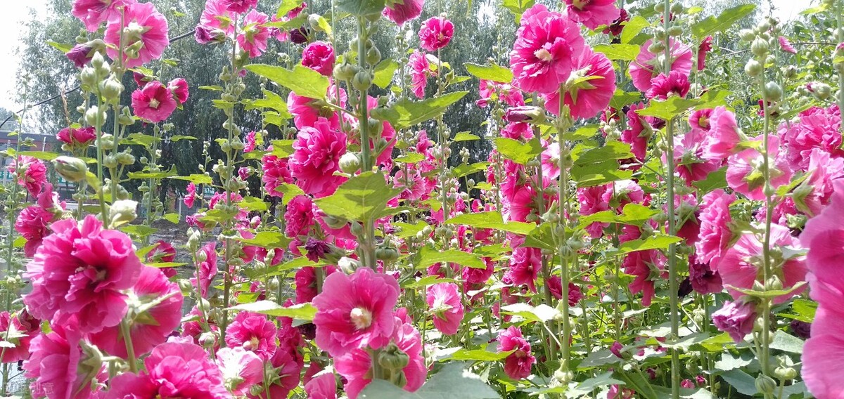 5种草花种子,5种秋播花春季播种来年开花超美