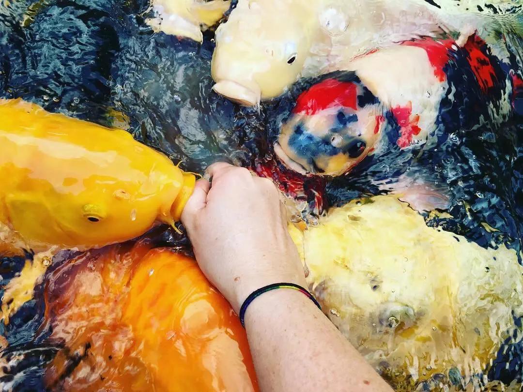 天气转凉锦鲤鱼需加氧,气温回暖锦鲤投喂饲料前准备工作