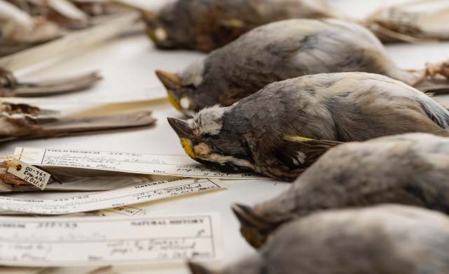 气候变暖鸟类变大的原因,为什么鸟到冬天就变得胖