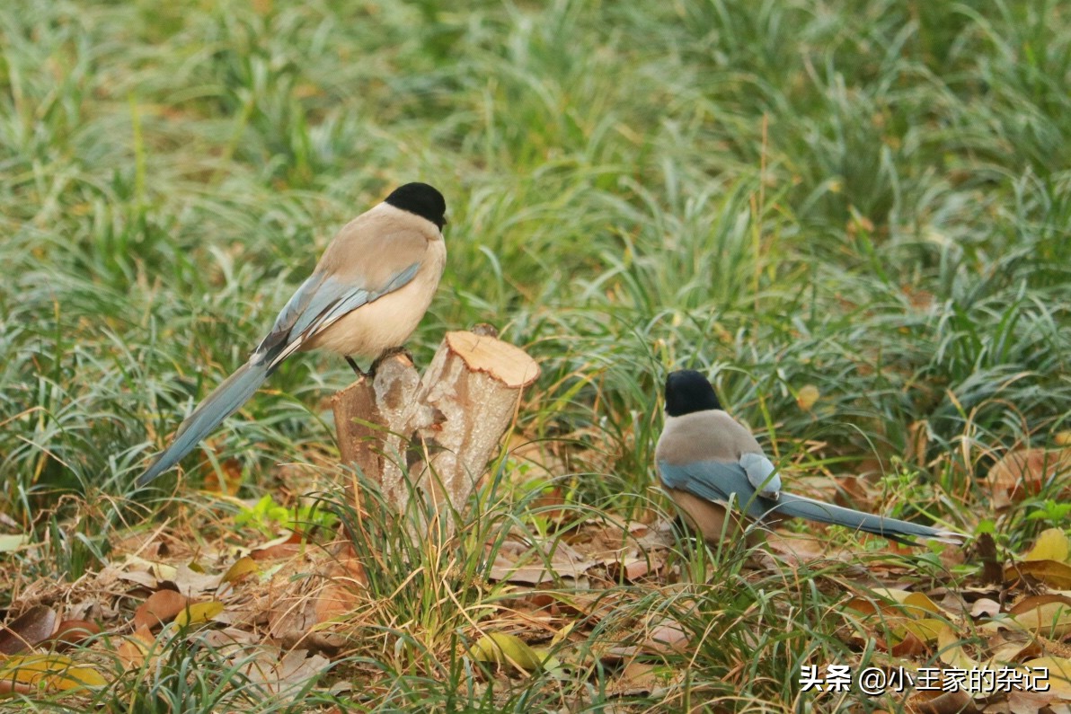 国际爱鸟日天桥岭,国际爱鸟日