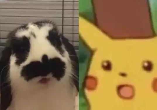 家里养了一只猫又带回来两只猫,网友养了二只猫