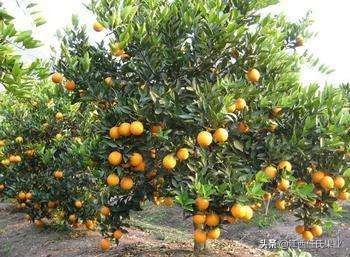 哪个品种的橙最好吃,国内橙子品质排行榜