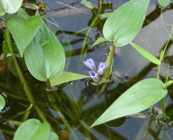 农村的野花野草哪几种可以吃,常见的野花野草却是农家之宝