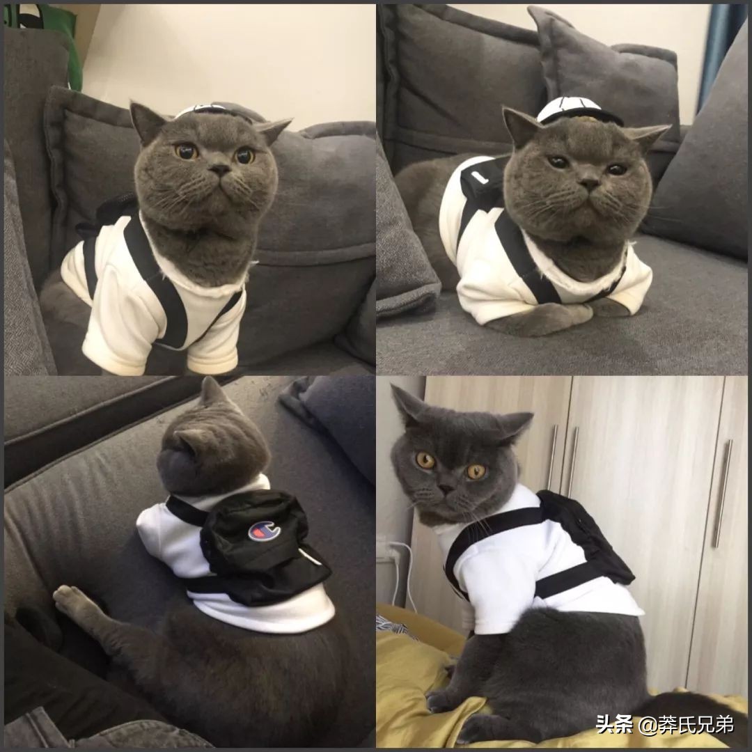 宠物秀场最新动态,亚宠展宠物时装秀人气火爆现场