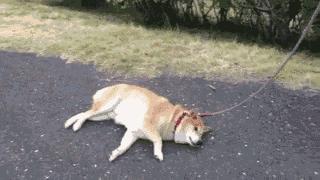 云南缉毒犬查获毒品,云南昆明缉毒犬的训练