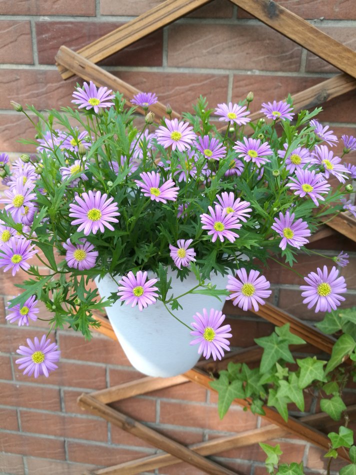 人养花一时养人一生,人养花同时花也养人