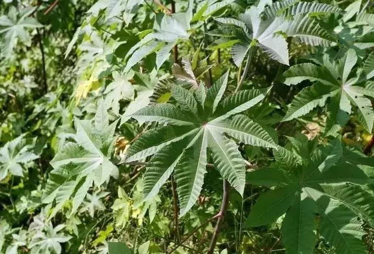 中草药防治鱼病效果好的有哪些,专治鱼病的中药配方