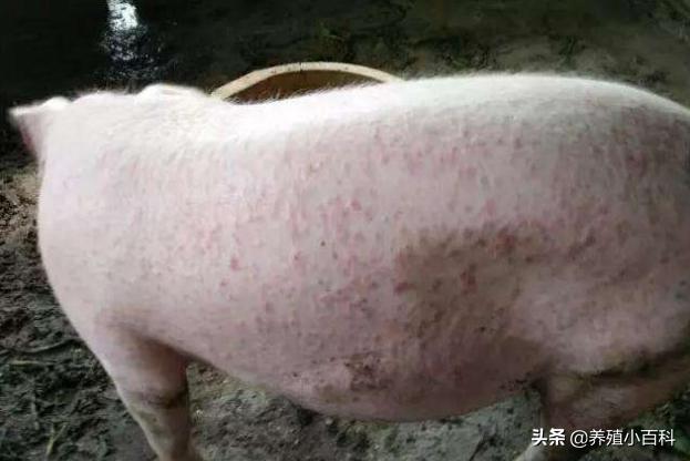 猪皮肤病图片大全与名称,猪皮肤病用什么土方解决