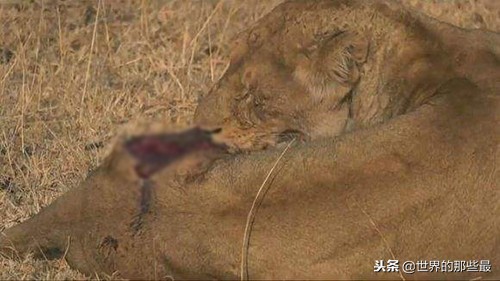 非洲河马的攻击力有多强？三头狮子都不是它的对手？