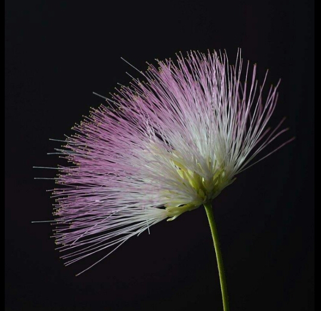 *欢合**花：花美叶美、有色有香的*欢合**花，管理与栽培