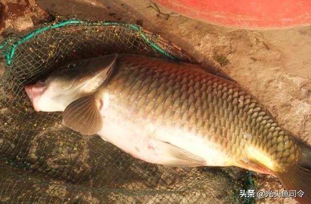 夏天小鱼多怎样钓鲫鱼用什么饵料,小鱼闹窝能不能在饵料里面加粘粉