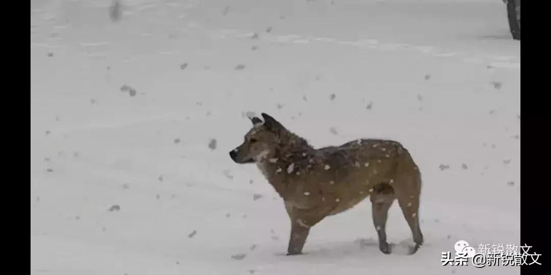 大山深处，两个女子带着一条黄狗，守护着万亩生态林