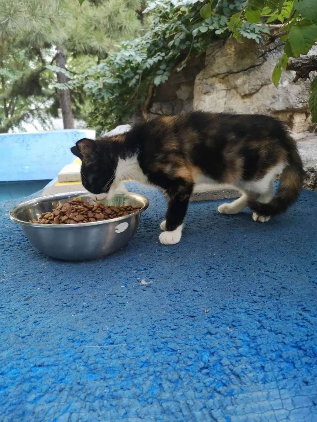 央视直播间猫叫背后原因,央视养猫辟谣