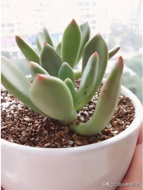 365种·常见花卉图谱，观果和多肉植物收藏篇