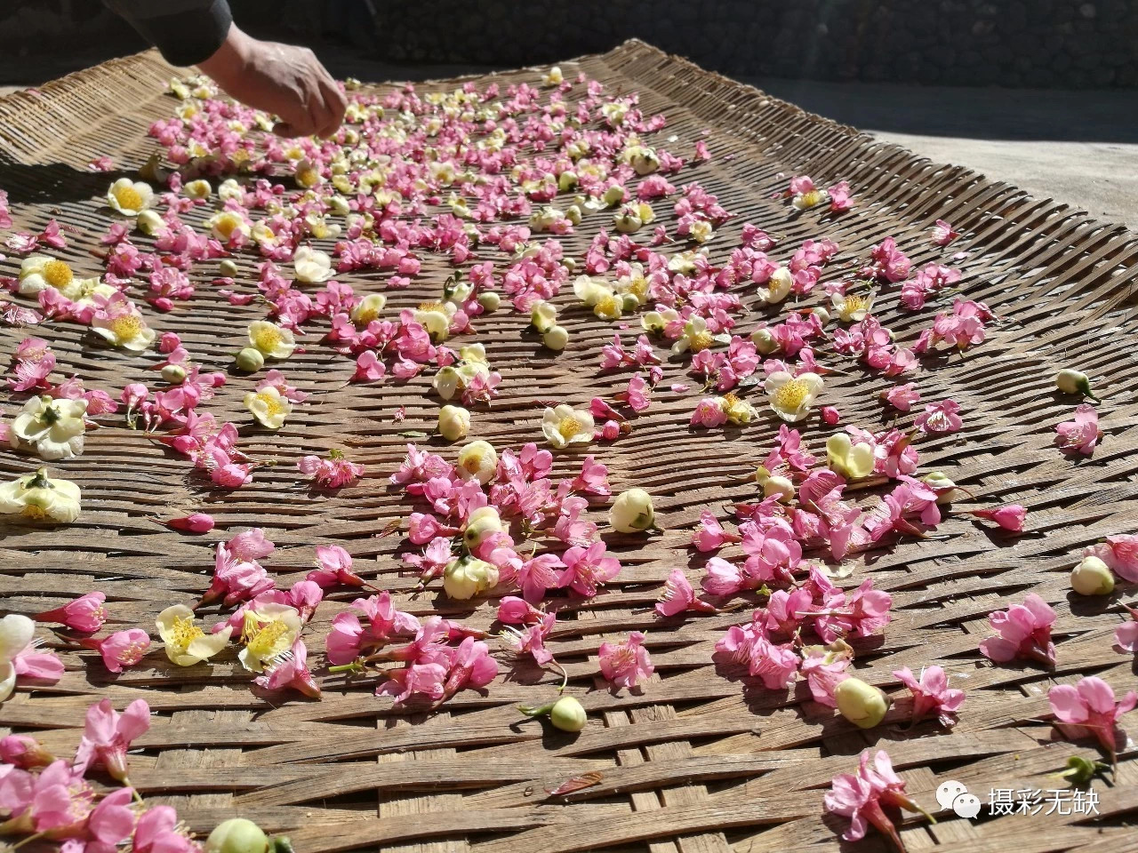 2023腾冲看银杏最佳时间,腾冲看银杏树旅游攻略