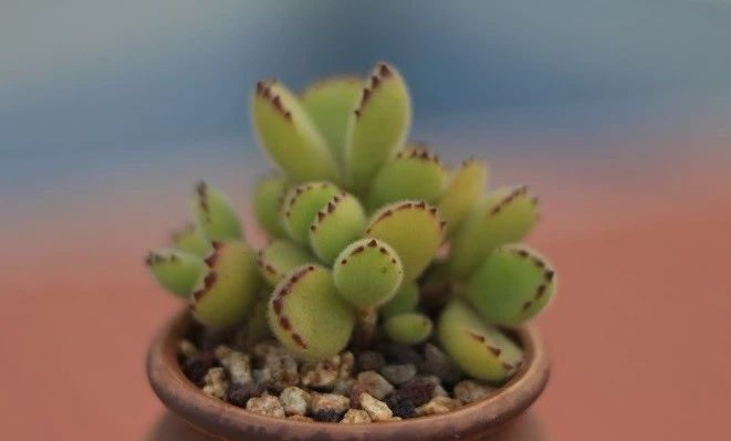 熊童子老叶干瘪新叶不长,熊童子很饱满但没有爪子怎么办