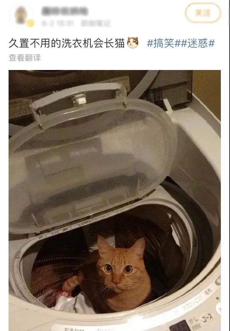 洗衣机里放什么可以去除猫毛,怎么用洗衣机洗掉衣服上的猫毛