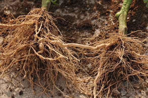 啤酒能浇花的正确方法,浇花不要放这几种水