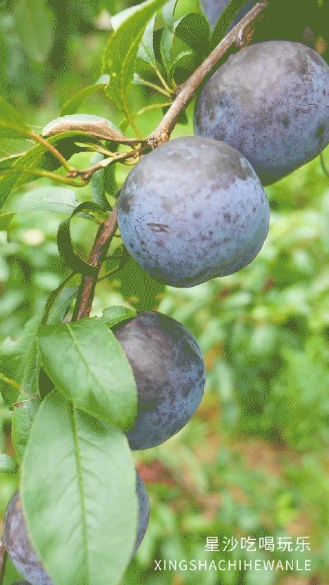 长沙小水果之乡,湖南长沙宝藏打卡地