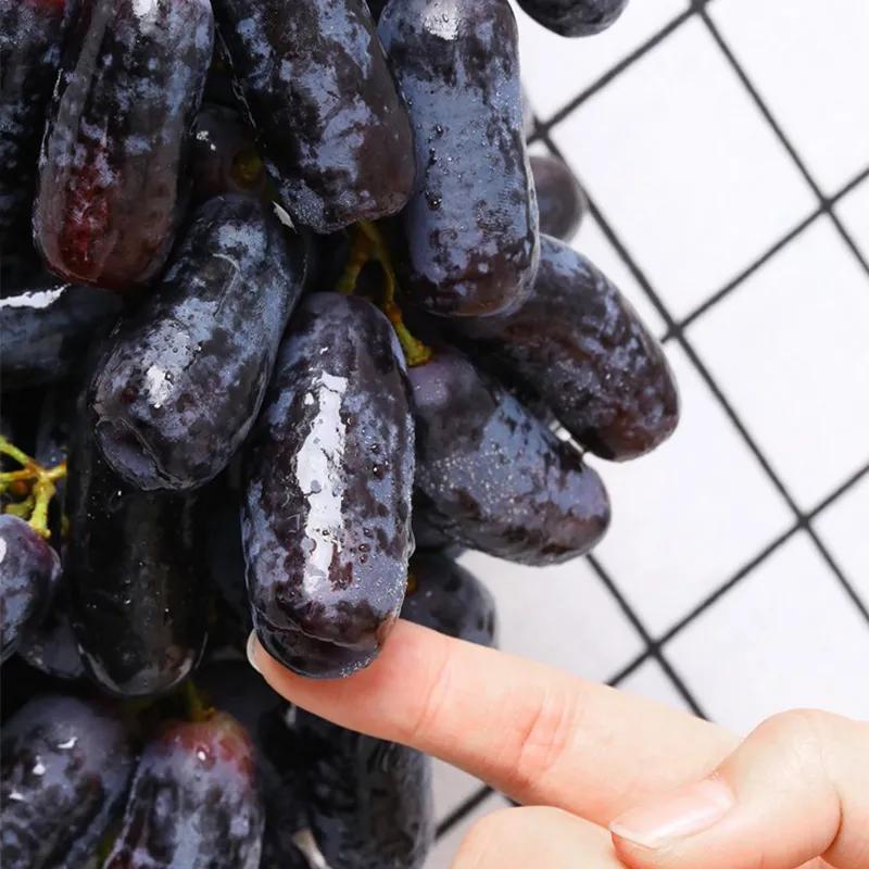 云南金手指葡萄产地,福建金手指葡萄