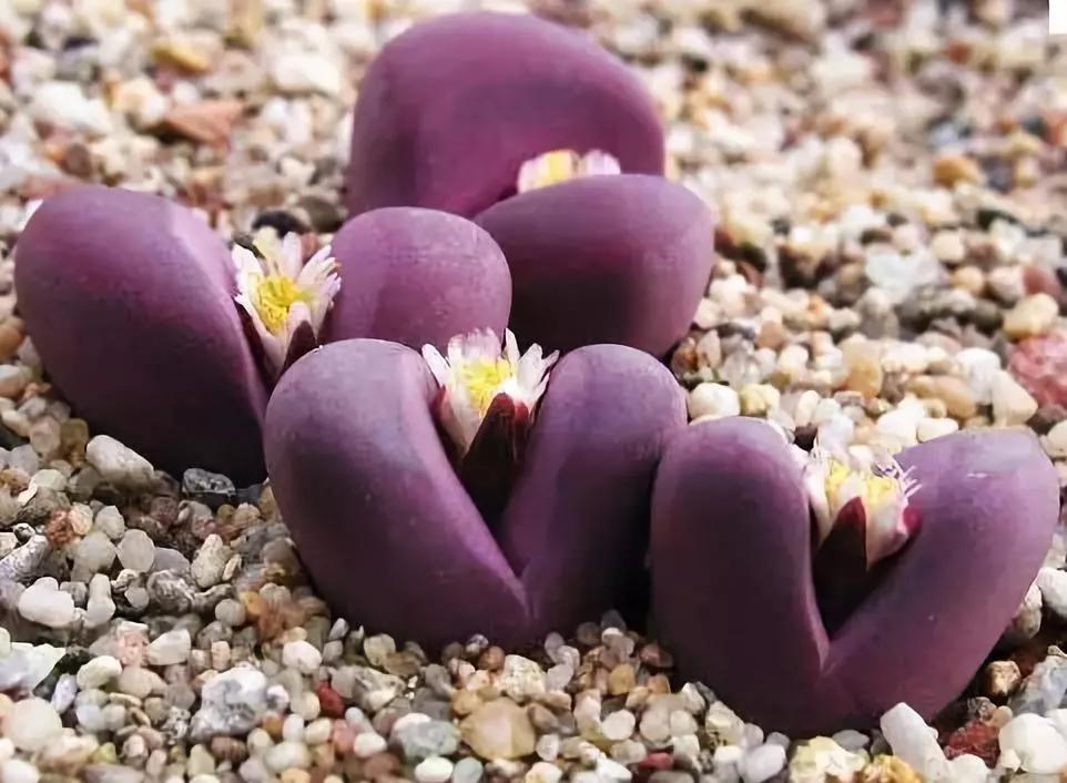 中国十大名贵稀有植物物种,全身是宝的名贵植物有哪些