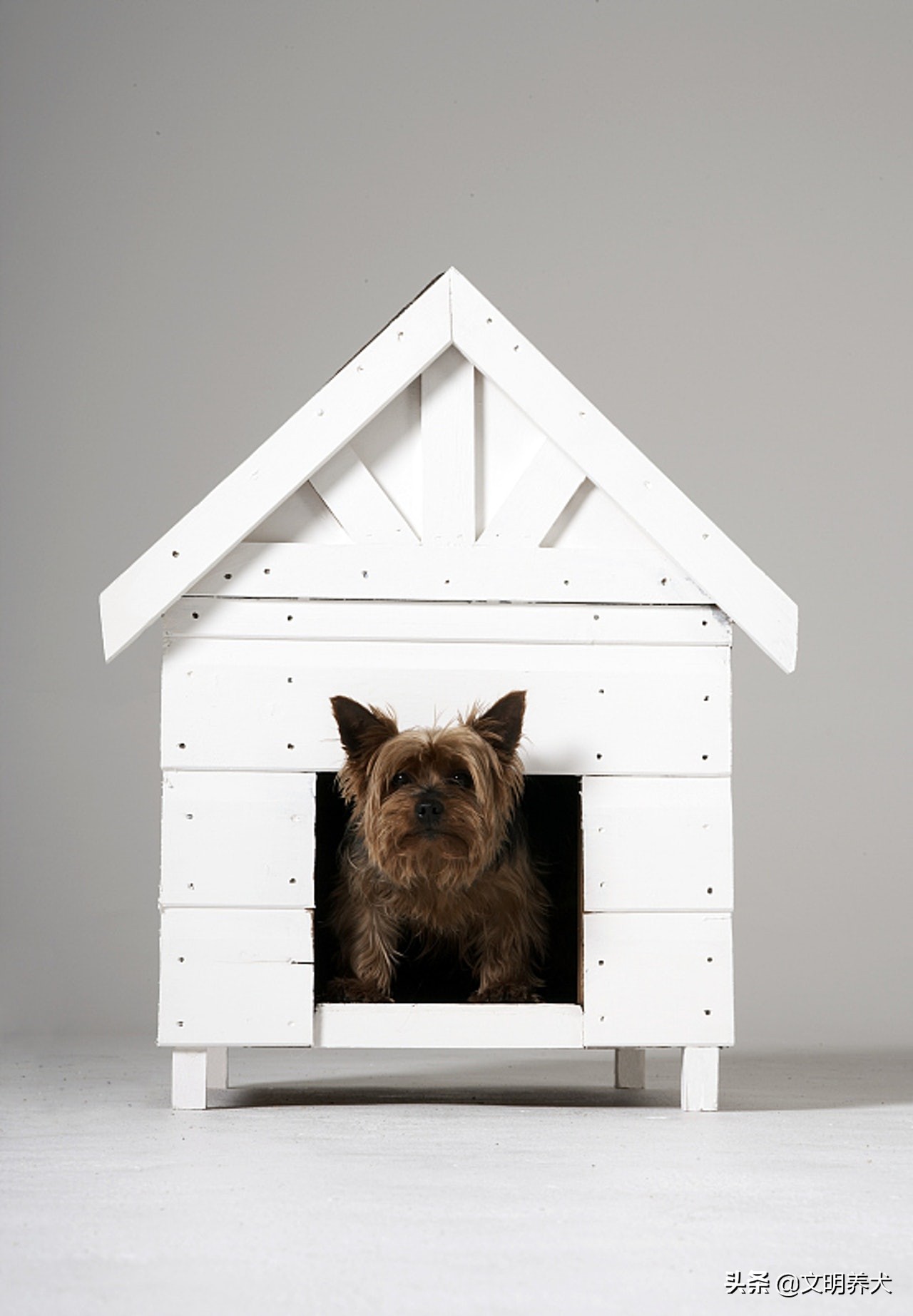 原来小狗狗也害怕打雷,狗狗害怕打雷躲起来要怎么安抚它