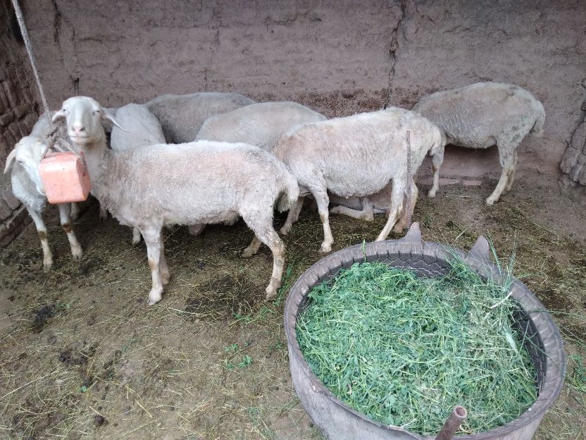 10只母羊一年利润有多少？要想算清这笔“糊涂账”，真不容易