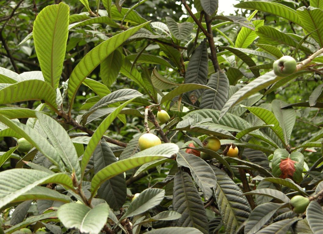 孩子咳嗽喝蜂蜜有用吗,小孩子咳嗽蜂蜜和雪梨能吃吗
