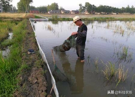 怎样去保证小龙虾的养殖存活率,小龙虾养殖技术怎样养殖小龙虾
