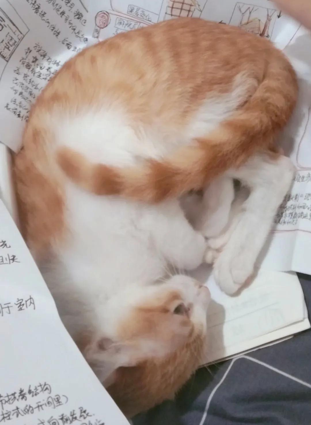 和宠物交流说什么,和宠物谈恋爱