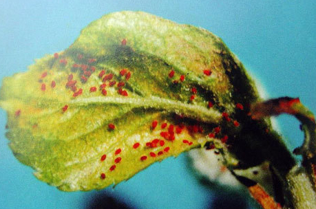 消灭害虫的100种方法,怎么消灭害虫最好的方法