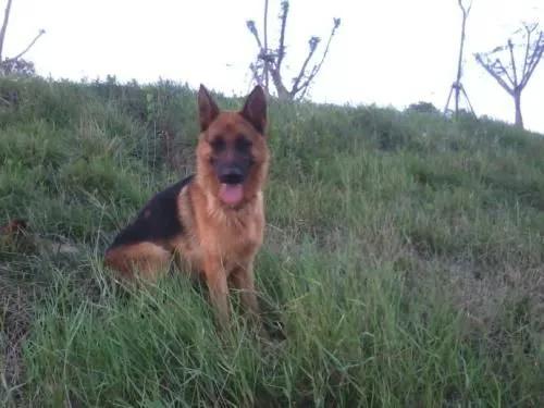 温柔的中亚牧羊犬,温柔的黑犬