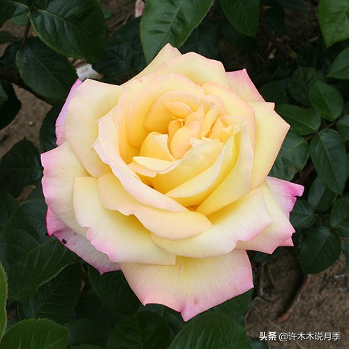 大花月季名贵月季十大品种,月季大花浓香好养的品种