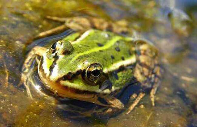 养殖青蛙的家常做法,新手养殖青蛙怎样入行